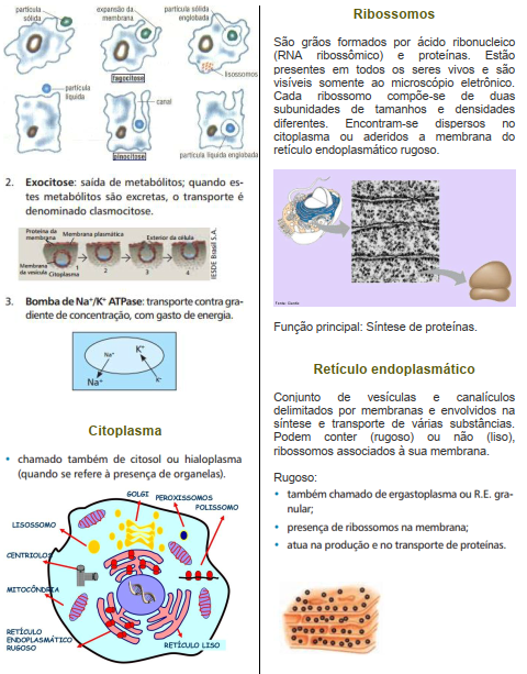 celula1